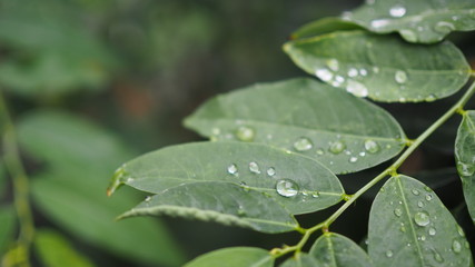 Leaves with water drops. Green leaf with water drops for background.