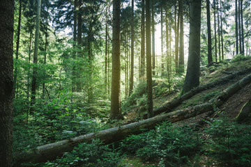 trees in beautiful green forest with sunlight in Hamburg, Germany