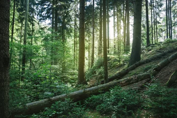Raamstickers trees in beautiful green forest with sunlight in Hamburg, Germany © LIGHTFIELD STUDIOS