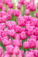 beautiful pink tulips flower in garden.