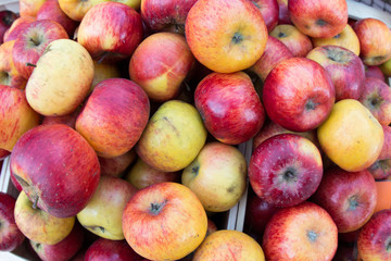 mele frutto autunnale