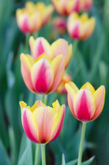 beautiful tulips flower in garden.