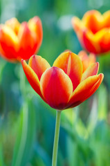 beautiful tulips flower in garden.