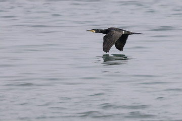Great or White-breasted Cormorant ( Phalacrocorax carbo)