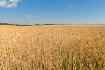 golden field with mature cereals and a blue sky with clouds