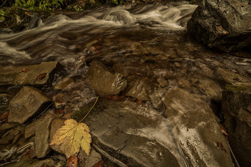 A stream in the autumn forest flowing between the stones
