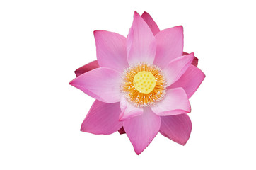 Fresh pink lotus petal flower isolated on white background. Close focus of beautiful pink lotus flowers isolated is blooming with copy space for text or advertising on white background 