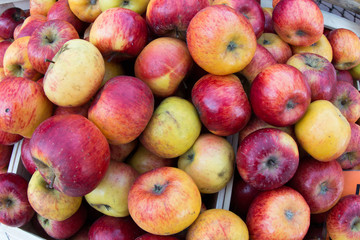 mele frutto autunnale