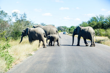Elephants crossing the road while protecting the young, Kruger park, South Africa.