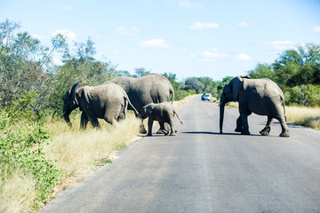 Fototapeta na wymiar Elephants crossing the road while protecting the young, Kruger park, South Africa.