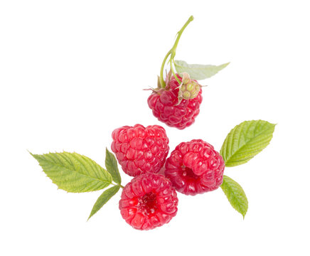 Sweet Raspberry with leaves isolated on white background.
