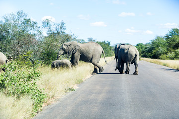 Obraz premium Elephants crossing the road while protecting the young, Kruger park, South Africa.