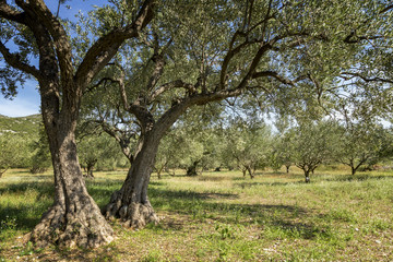 Ancient olive trees in olive grove