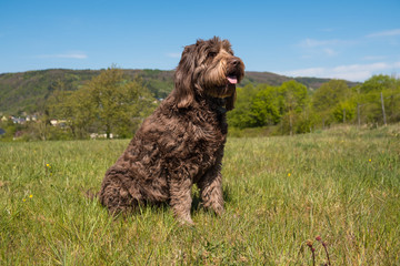 Sitting Brown Labradoodle in a Field
