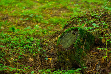 soft focus natural deep forest scenery local landscape green stump moss and grass