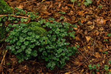 soft focus deep forest natural scenery local landscape of small wild bush on ground with many falling leaves 
