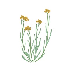 Naklejka na ściany i meble Beautiful detailed drawing of dwarf everlast flowers and leaves isolated on white background. Hand drawn wild meadow flowering herb. Natural realistic vector illustration in antique style.