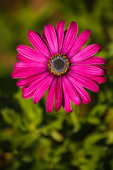 Fleur &eacute;clatante