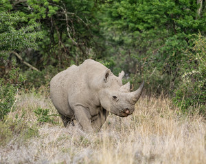 Naklejka premium Black Rhinoceros