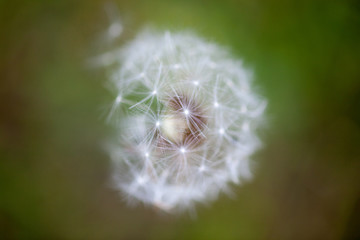 Fototapeta premium Pusteblume Löwenzahn
