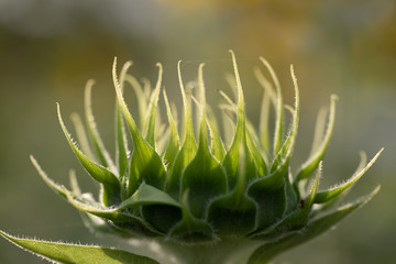 Background of flowers frame, Beautiful flower for background.