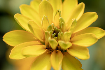Obraz premium Background of flowers frame, Beautiful flower for background.