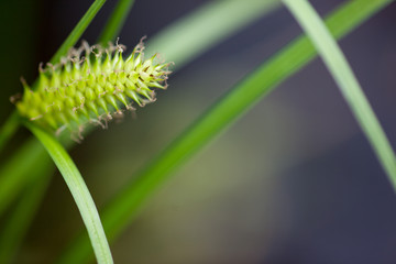 Blüte im Garten