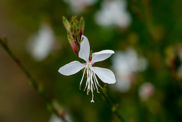 ハクチョウソウ