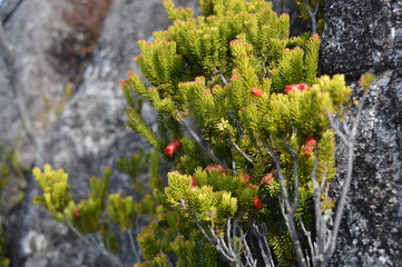 Vegetation during the trail to Mount Kinabalu