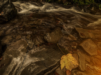 A stream in the autumn forest flowing between the stones
