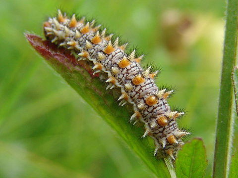 Caltrano Mellicta didyma