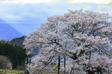 黒部のエドヒガン桜