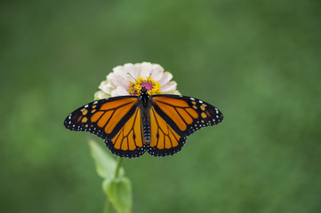 Monarch butterfly