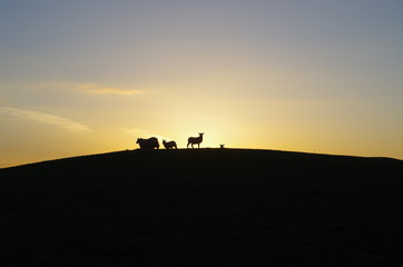 Fototapeta na wymiar Sheep at dusk