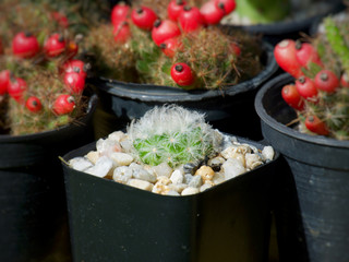 Mammillaria plumosa, Cactus on pot, Succulent, Cacti, Cactaceae, Tree, Drought tolerant plant.