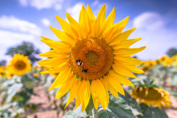Obraz premium summer sunflower field
