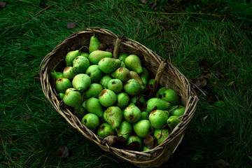 Wicker basket of ripe green pears in raindrops. Vintage bright green pears in raindrops. Wet green pears in a wicker basket. Autumn harvest of fruits against the background of grass.