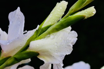 gladioli petals with dew drops on the leaves