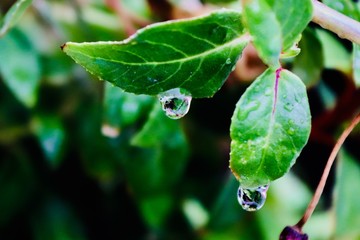 two large morning dew drops on a dark green leaf