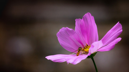 A close up/macro image of a hoverfly resting on a pink/purple cosmo flower against a blurred out background.  Taken in a cottage garden in Edgworth, Bolton, Lancashire.