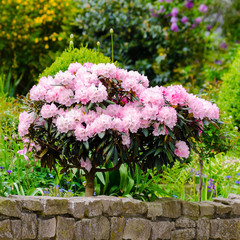 Pink flowers in the garden.