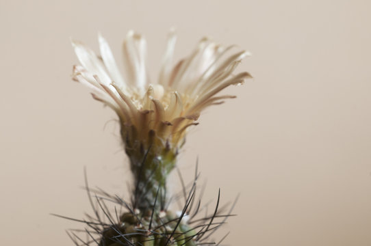 Fototapeta Neochilenia flower