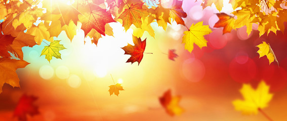 Naklejka na ściany i meble Falling Autumn Maple Leaves Natural Background