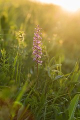 Close up Fragrant Orchid, (Gymnadenia conopsea)