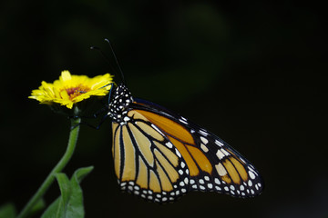 Beautiful Single Isolated Vibrant Orange and Black Monarch Butterfly With Wings Folded Perching Eating Drinking Nectar of Yellow Calendula Herb Flower Bloom Blossom