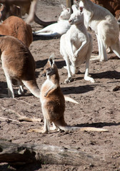 Young kangaroo standing in front of a group of kangaroos © Darren