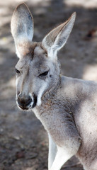 Close-up of western grey kangaroo