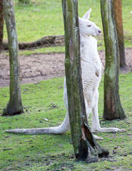 Albino kangaroo standing tall between trees © Darren