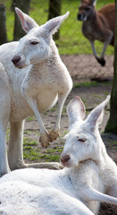 Two albino kangaroos at wildlife park