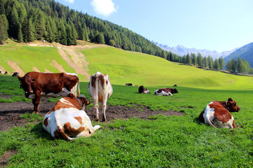 Fototapeta na wymiar mucche al pascolo in trentino alto Adige